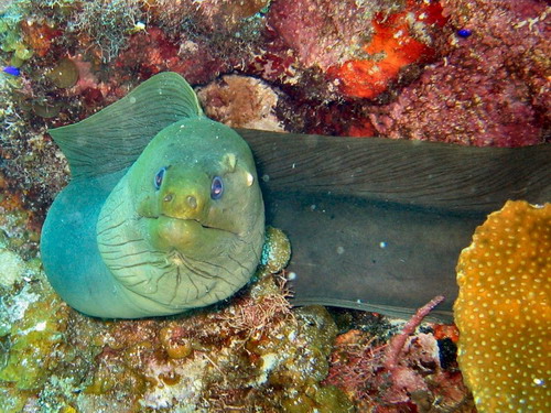 green-moray-guanaja